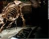 Un schelet de Tyrannosaurus rex ajunge la licitație în New York / Prețul estimat este de 30 de milioane de dolari