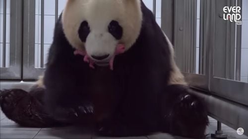 VIDEO Gemeni de panda gigant s-au născut la o grădină zoologică din Coreea de Sud