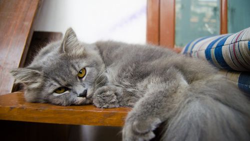 Pisicile ar putea fi ”citite” când suferă cu programe de inteligență artificială/ Felinele sunt recunoscute pentru că nu-și arată durerile