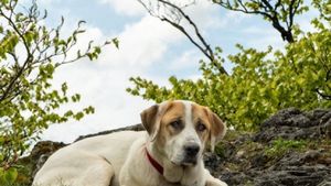 Cel mai frumos oraș de coastă al Spaniei impune reguli dure pentru animale. Limitează accesul câinilor pe plajă pentru a-și proteja farmecul natural