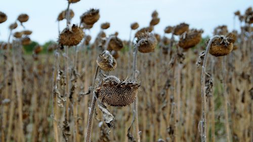 Ministerul Agriculturii: Aproape 90.000 de hectare din 19 județe, afectate de secetă
