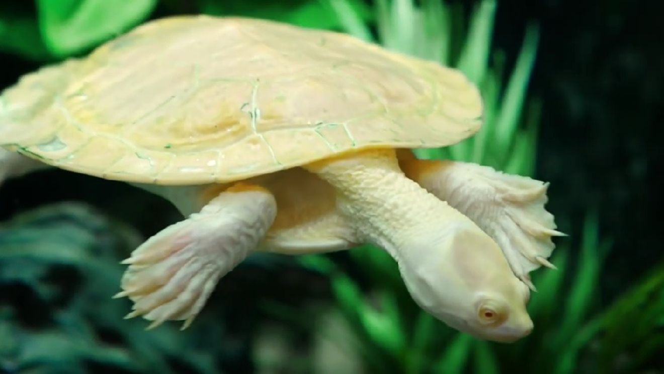 Un pui de țestoasă albinoasă din Galapagos s-a născut într-o grădină zoologică din Elveția/ Este prima dată în lume când o țestoasă albinoasă se naște în captivitate