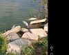 VIDEO | Pești morți în Lacul Corbu: Administratorul acuză compania de apă de poluare din cauza deversărilor / Apele Române a trimis un echipaj în control: ”Intuim o scădere a oxigenului din cauza caniculei”