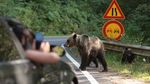 O turistă din Ucraina, atacată de urs pe Transfăgărăşan, luni seară / Tânăra în vârstă de 18 ani a fost muşcată de un picior