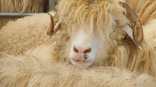 Oaia românească primează pe masa algerienilor / Ei au contribuit decisiv la creșterea cu aproape 30% a exportului de ovine vii din România pe piețele terțe în prima jumătate a anului 2025