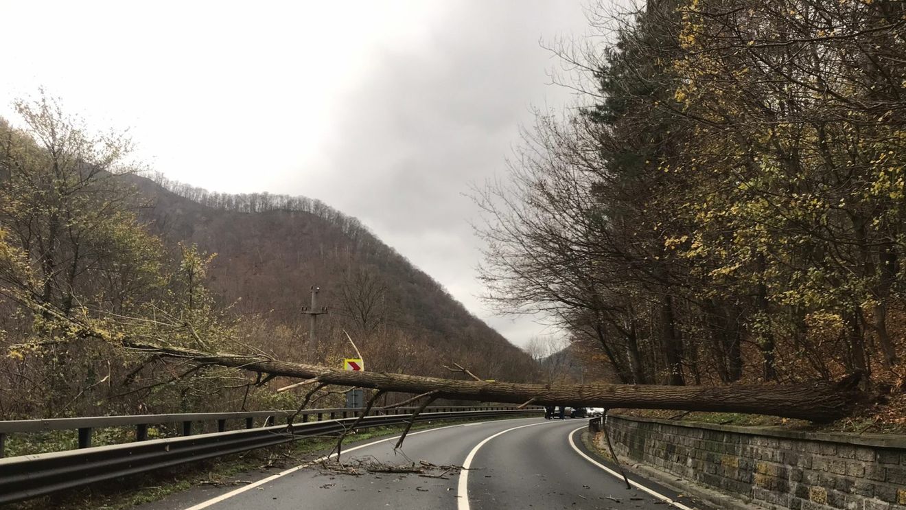Sibiu: Trafic rutier blocat pe DN7, Valea Oltului, după ce un copac  a căzut pe carosabil