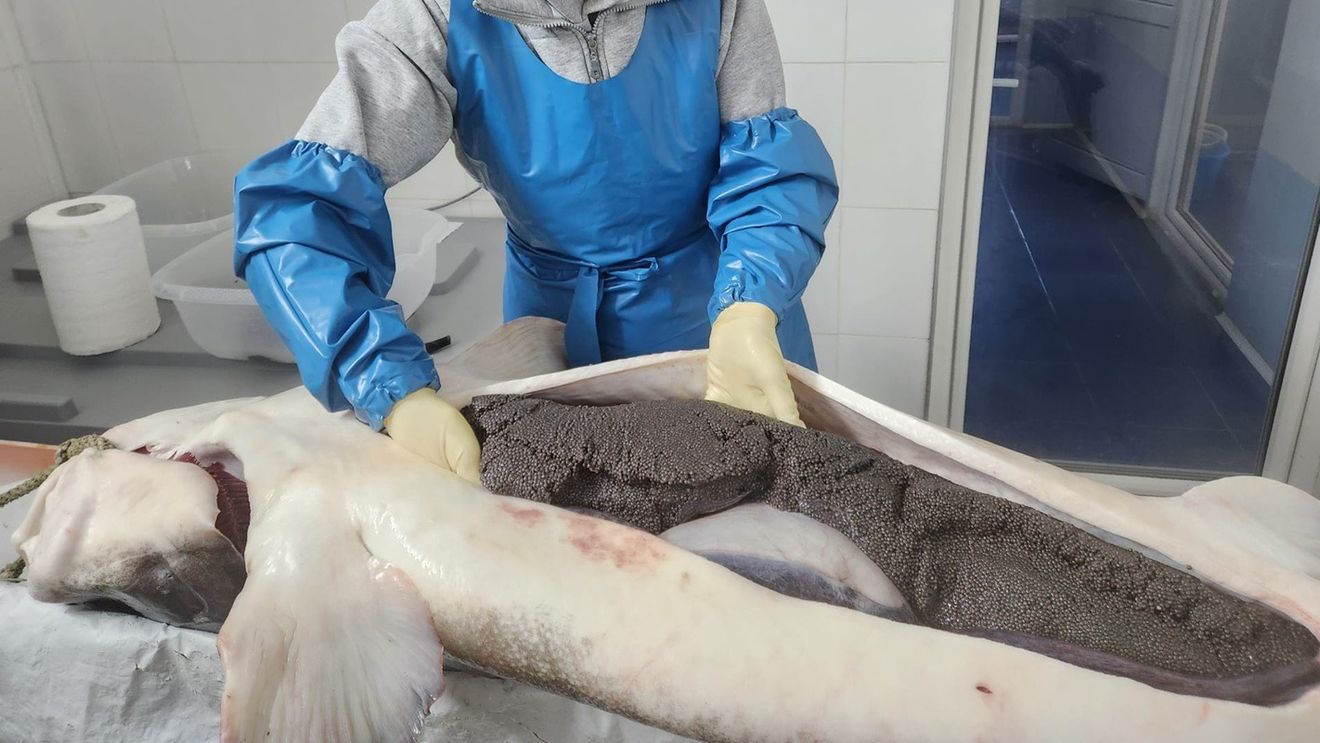 Prima investiție privată în reproducerea sturionilor din România: „Nu ne-am gândit neapărat să ajungem să comercializăm caviar”