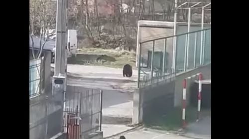 VIDEO Un urs s-a plimbat pe lângă o școală din județul Prahova. Primarul localității: ”Este vorba despre un animal relocat din județul Buzău, speriat de noua locație”