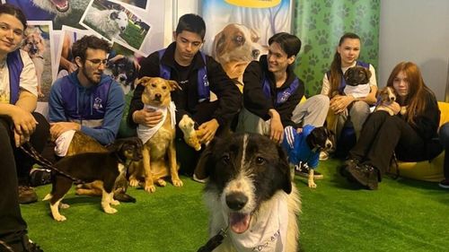 VIDEO Exclusiv | Iubești animalele? Uite cum poți să le fii alături: ASPA caută voluntari pentru cățeii nimănui