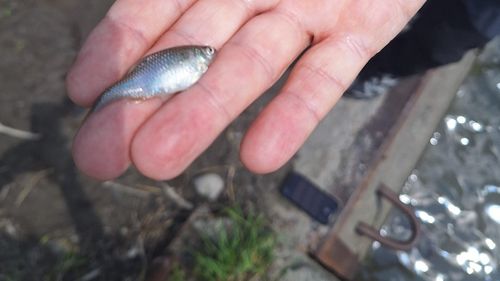 Este foarte probabil ca majoritatea faunei piscicole să fi dispărut din Târnava Mică în urma inundării salinei Praid, spun experţii