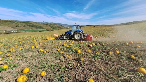 Randamentele agricole mondiale vor scădea cu procente cuprinse între 11% şi 24%, până în 2100