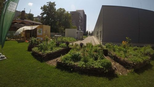 Agricultura urbană, o posibilă soluție pentru hrana sustenabilă. Ne vom cultiva cu toții propriile fructe și legume? Ce spun studiile și ce inițiative există în România
