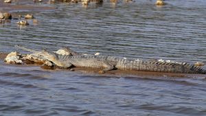 O specie preistorică de crocodil a trăit în România în urmă cu 34-48 milioane de ani, potrivit cercetătorilor de la UBB Cluj