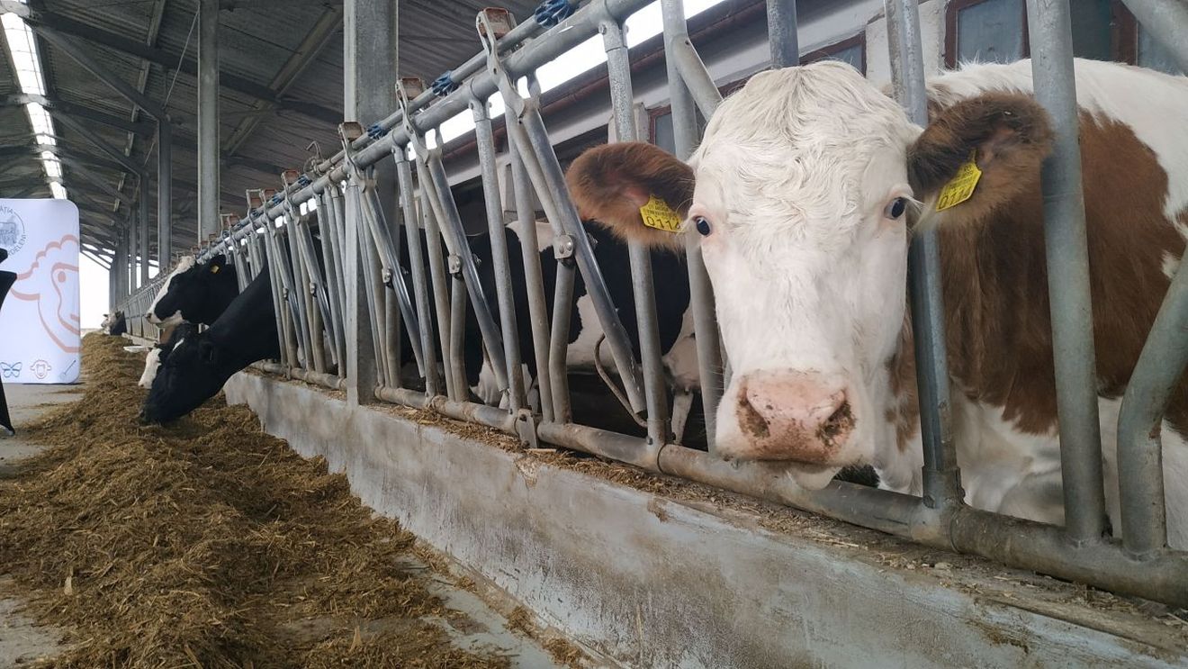 Vaci de lapte mai puține în Uniunea Europeană, dar mai productive / Fermele europene produc cea mai mare cantitate de lapte la nivel mondial