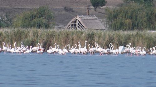 Zeci de păsări flamingo pot fi admirate în Delta Dunării, pe braţul Sfântu Gheorghe /  În 2020 s-a semnalat cel mai numeros grup din această specie observat în România în ultimul secol