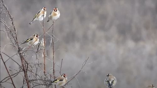 Galați: Un bărbat a fost prins în timp ce captura ilegal păsări din specia Sticlete. Acesta folosea cuşti prevăzute cu dispozitive speciale pentru capturarea păsărilor