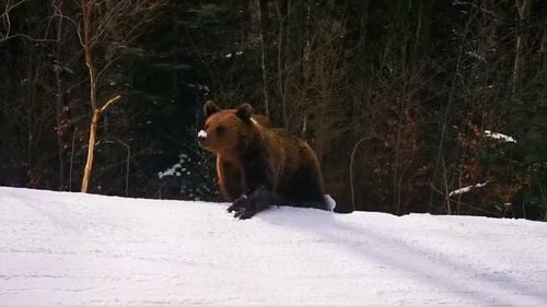 Ministrul Mediului Tanczos Barna pledează pentru necesitatea diminuării numărului de urși: Nu există nicio specie care să pună în pericol populația de urși și numărul lor tot crește. Pericolul e tot mai mare