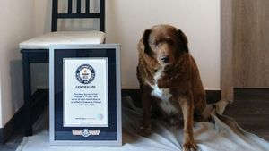 Cel mai longeviv câine din toate timpurile a trăit 31 de ani. Bobi a sfidat legile vieții, spre uimirea medicilor veterinari, stabilind un record greu de egalat