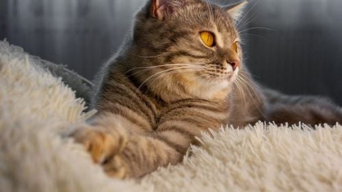 Pisicile reduc riscul de infarct și AVC la oameni. Cum te poate ajuta pisica să trăiești mai mult / Știința îți va schimba modul în care privești animalele de companie