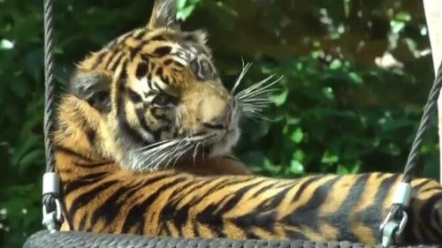 Greșeala fatală făcută de îngrijitorul ucis de tigru la ZOO Pitești. În țarcul în care a intrat erau 3 masculi și 3 femele