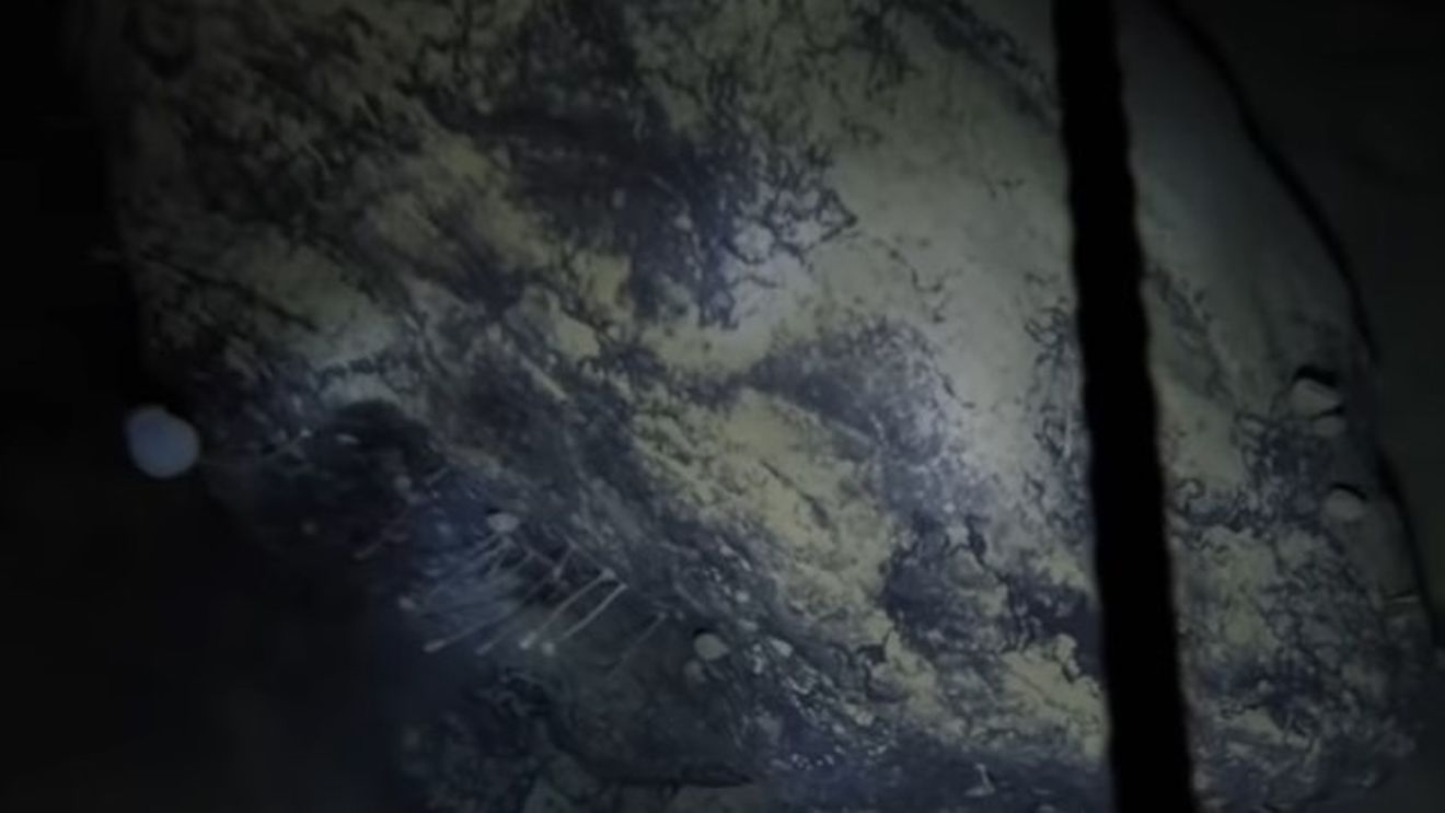 VIDEO "Creaturi stranii'', descoperite de oamenii de ştiinţă sub un strat de gheață de 900 de metri din Antarctica