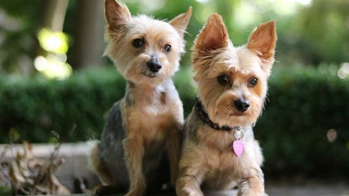 Ce spune rasa câinelui tău despre personalitatea ta. Cât de mult vă influențați reciproc / Preferințele tale în materie de animale nu sunt întâmplătoare