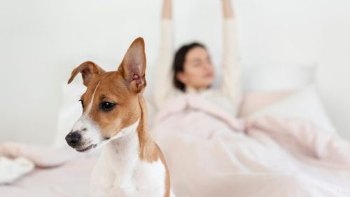 Concediu pentru animale de companie: „Pawternity leave”, trendul care schimbă cultura muncii la nivel global
