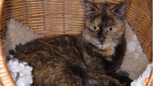 VIDEO Faceți cunoștință cu Flossie, cea mai bătrână pisică din lume, verificată de Guiness World Record/ Câți ani ”umani” are Flossie și cât a trăit cel mai mult, vreodată, o pisică