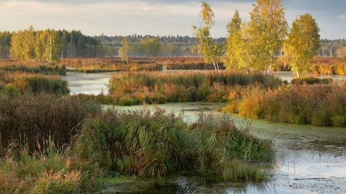 Lupta disperată a ecologiștilor ruși pentru salvarea unui parc național de lângă Moscova