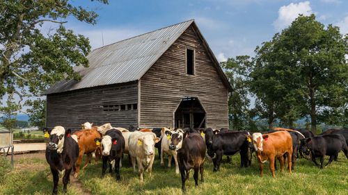 Cearta dintre Scarlett Johansson şi Adam Driver din filmul „Marriage Story”, „Thunderstruck” de la AC/DC şi „Blue on Black”  de la Five Finger Death Punch, folosite în difuzoare ca să sperie lupii cenușii care atacă fermele din vestul SUA