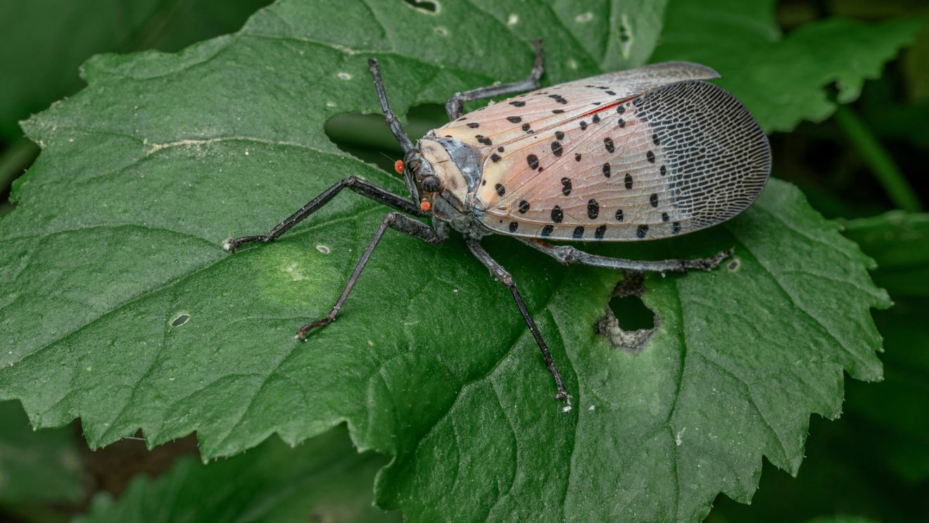 Cea mai nouă delicatesă din Statele Unite? Mierea produsă din excrementele insectei lanternfly