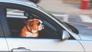 Ce amendă riști dacă îți transporți animalul de companie pe bancheta din față  / Cum se transportă corect câinele sau pisica în mașină