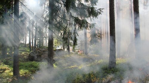 Incendiul de pădure din parcul naţional Harz din Germania s-a extins pe 62 de hectare/  Cinci elicoptere şi peste 300 de pompieri se luptă cu flăcările