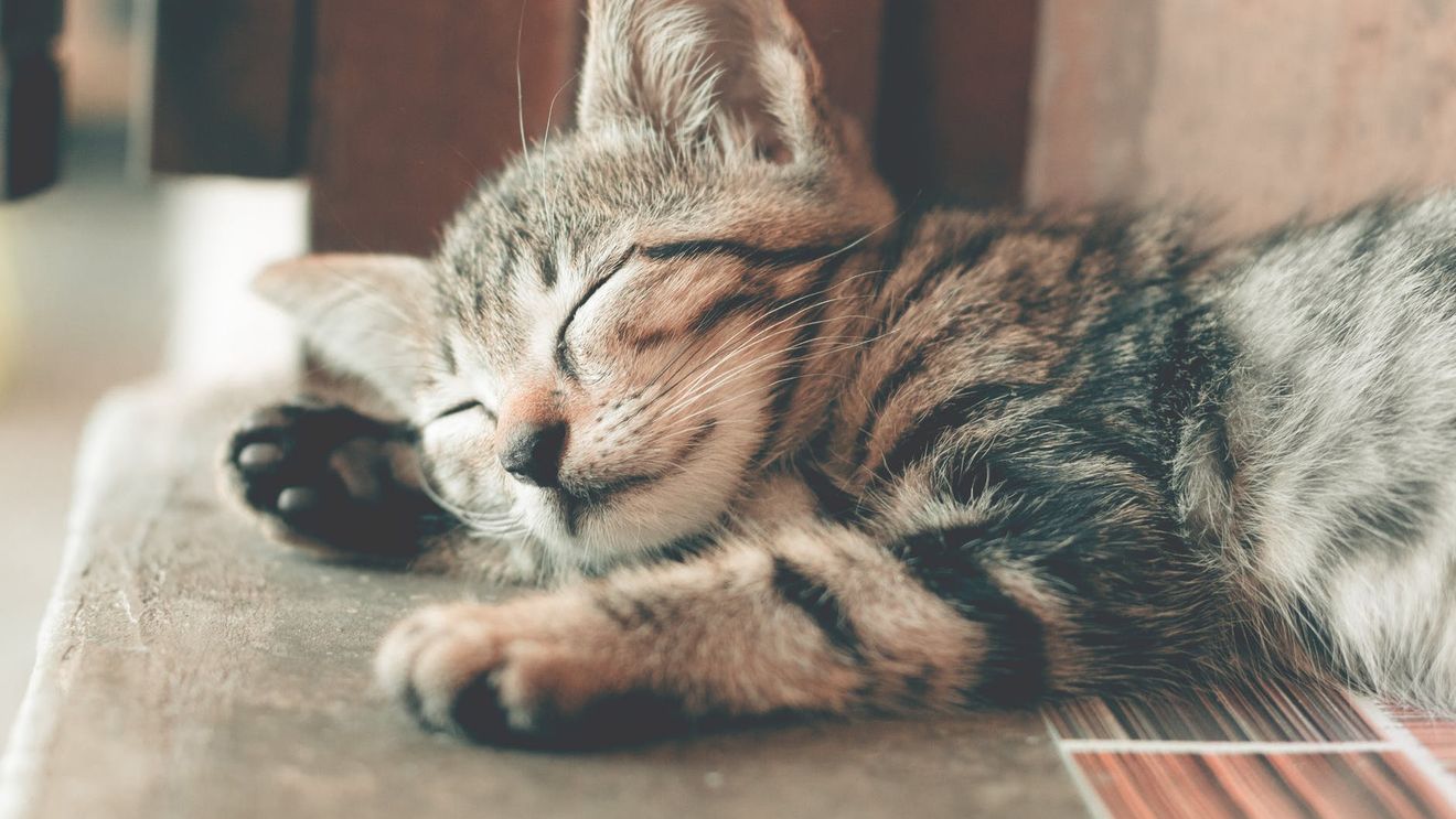 Studiu: Pisicile care dorm în pat cu stăpânii lor infectați pot contracta COVID-19