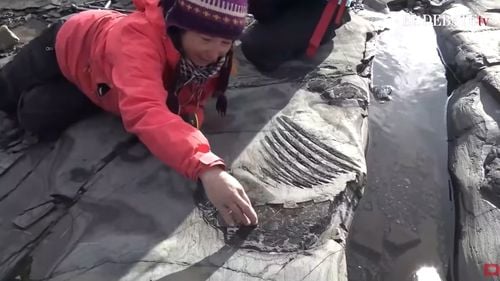 VIDEO Oamenii de știință din Chile au recuperat o fosilă integrală de ihtiozaur, cu embrionii intacți, dintr-un ghețar din Patagonia/ Reptila marină a fost botezată ”Fiona” și a fost nevoie de o lună de zile pentru extragerea ei