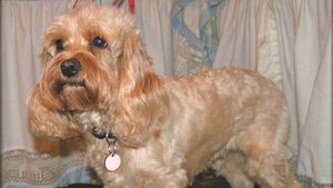 Proprietarii de câini „de rasă mixtă” semnalează mai multe comportamente problematice, avertizează medicii veterinari din Marea Britanie. Probleme similare în România