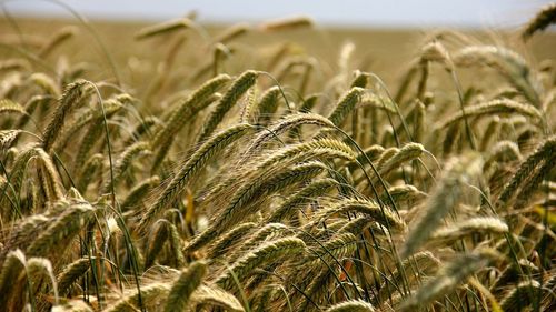 Șeful PSD al comisiei pentru agricultură din Parlament cere reintroducerea taxelor vamale pentru cerealele din Ucraina care se vând în România