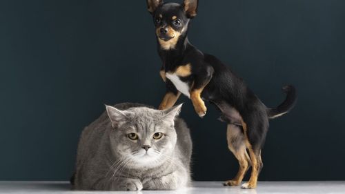 Animalele de companie au prioritate la Bruxelles. Comisia Europeană propune reguli noi pentru siguranța câinilor și a pisicilor
