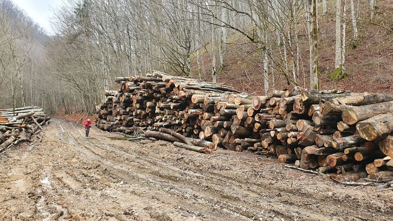 USR solicită adoptarea de urgenţă, în sesiunea extraordinară, a legilor de modificare a Codului silvic pentru stoparea tăierilor ilegale de păduri