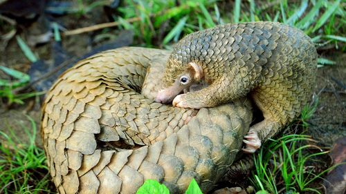 STUDIU O nouă specie de pangolin, descoperită de oamenii de ştiinţă