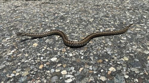 În Munţii Călimani au început să-şi facă apariţia viperele. Salvamontiştii le recomandă turiştilor precauţie maximă