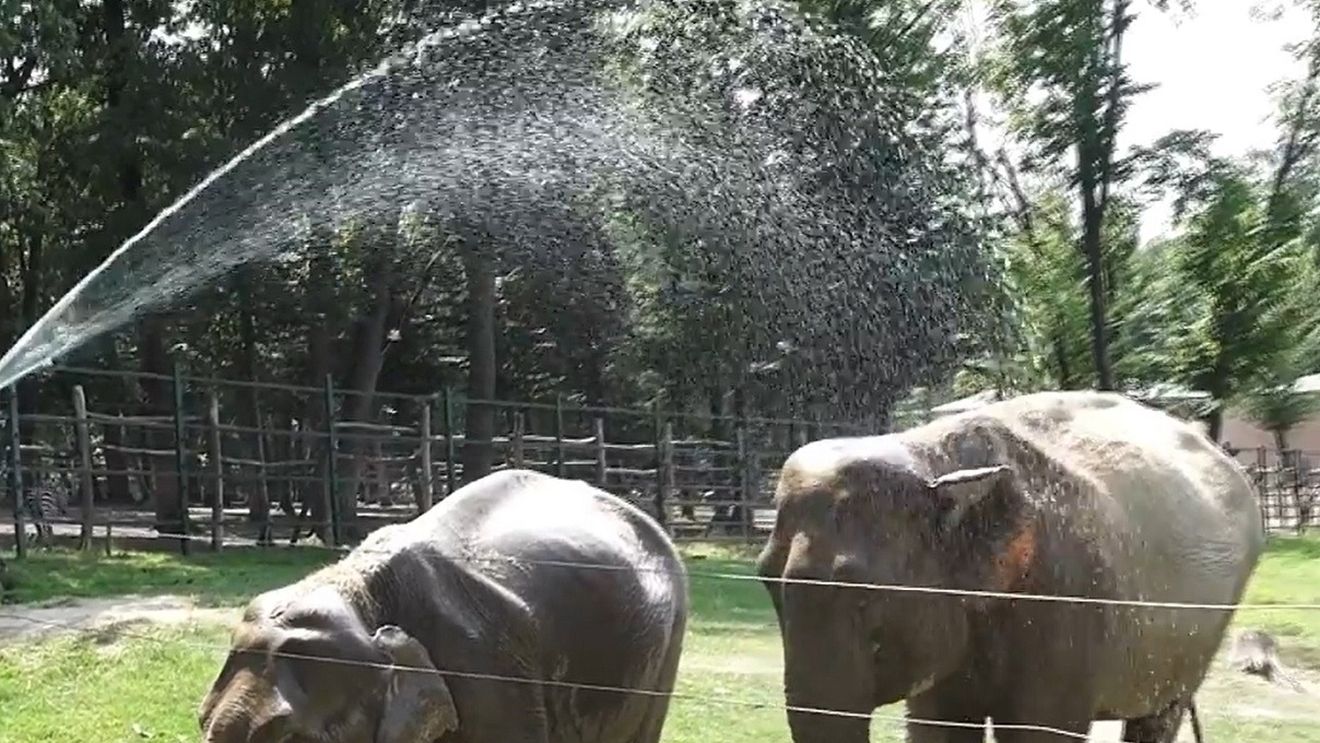 VIDEO Pauza de respirație: Elefanții de la ZOO Târgu Mureș se răcoresc sub un „duș” improvizat de îngrijitori