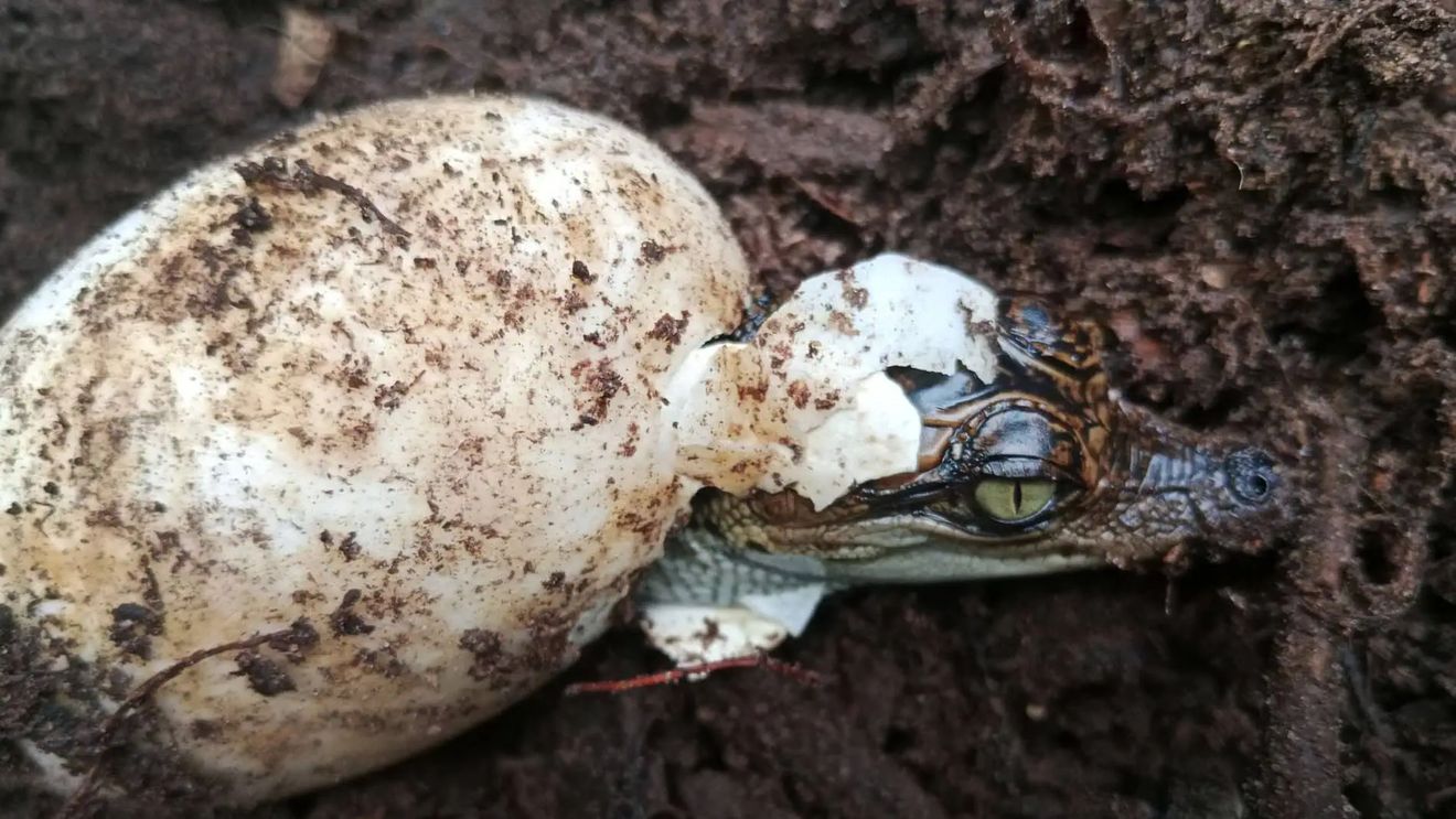 Crocodilii siamezi, specie pe cale de dispariție, revin într-un parc național din Cambodgia / 60 de ouă au eclozat în sălbăticie