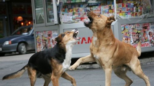 O primărie din județul Vâlcea, amendată cu 10.000 de lei după ce o bătrână a fost atacată de câini fără stăpân