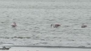 Păsări flamingo, surprinse pe Lacul Techirghiol / Biolog marin: ”Încearcă, practic, să se adapteze, încearcă locurile noastre, care ar trebui să le ofere condiţii şi de cuibărit”