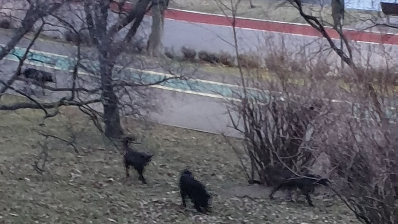FOTO Imagini cu o haită de câini care ar umbla prin parcul IOR din Sectorul 3