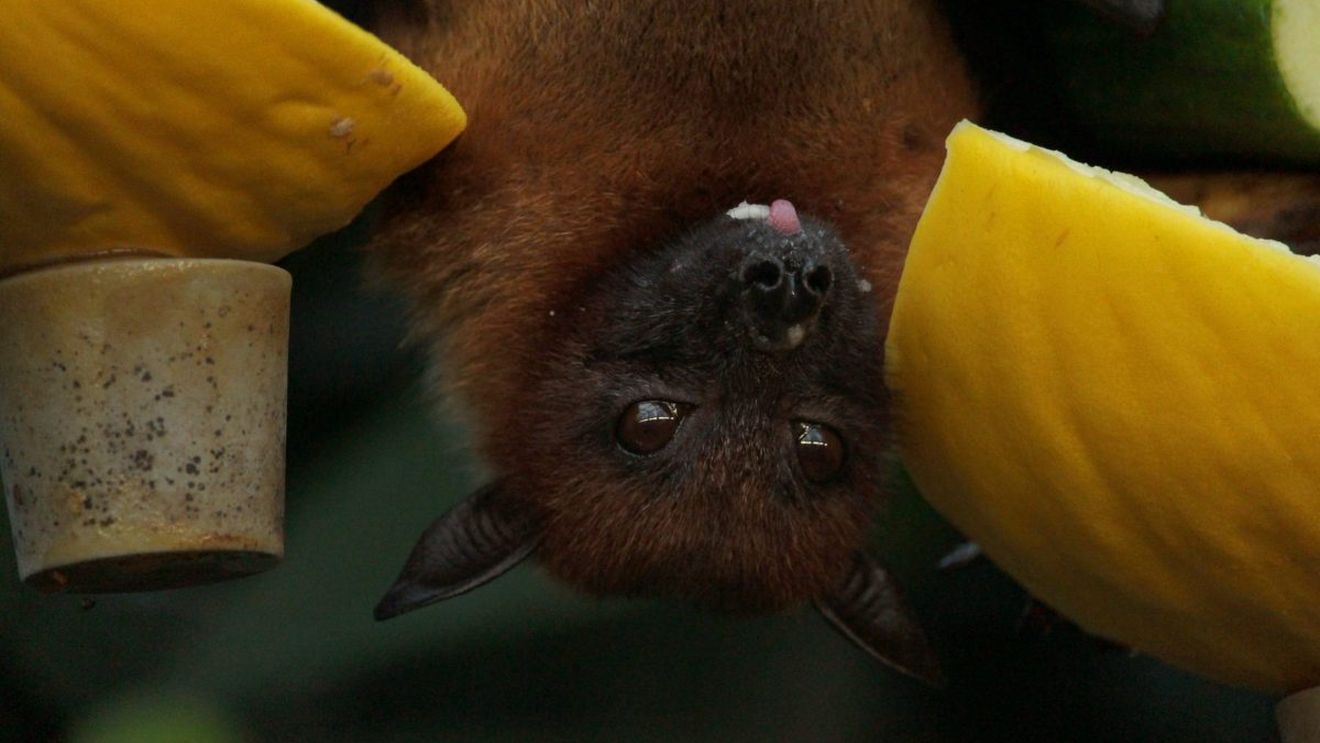 STUDIU Liliecii nu prezintă un risc mai mare de răspândire a virusurilor la oameni în comparaţie cu alte specii