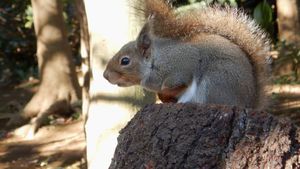 Primarul din Buziaș vrea să populeze parcul orașului cu veverițe carpatine / ”În prima etapă am găsit doar tărcate și acelea nu sunt ca ale noastre”