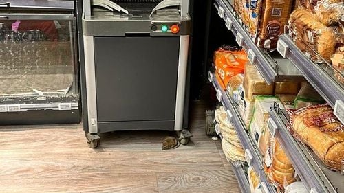 Şobolan surprins în magazinul Mega Image Domenii / ANPC: Zona de bake-off, închisă. S-a făcut curăţenie generală, dezinsecţie, dezinfecţie şi deratizare