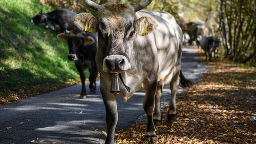 UPDATE Un autocar cu 43 de copii și 5 adulți a lovit un taur/ Animalul a fost lovit ulterior de alte trei mașini/ Autocarul se deplasa spre București, niciun copil nu a ajuns la spital